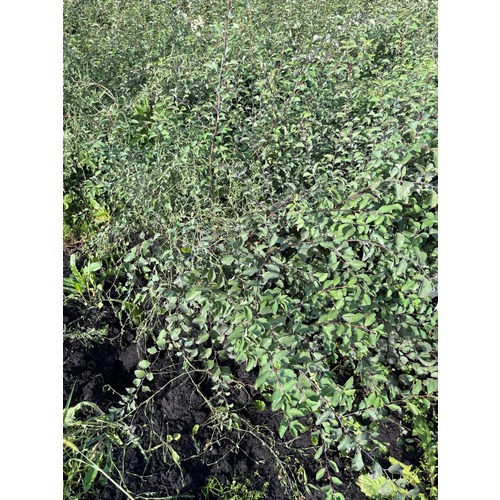 Фото товара Спирея Вангутта - вид 3