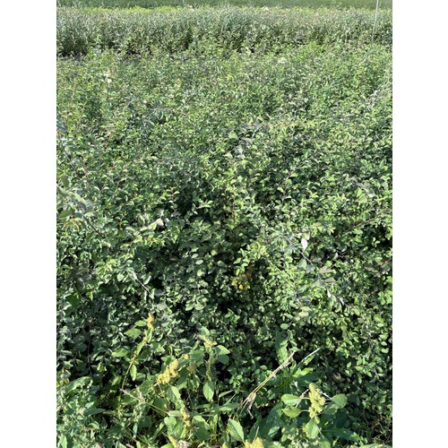 Фото товара Спирея Вангутта - вид 4