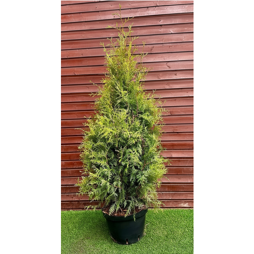 Фото товара Туя Брабант - вид 6