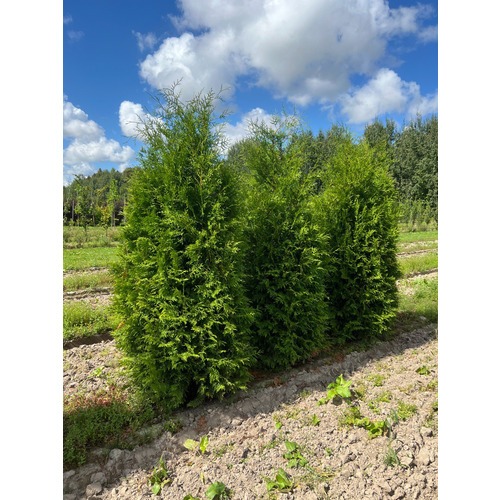 Фото товара Туя Брабант - вид 1
