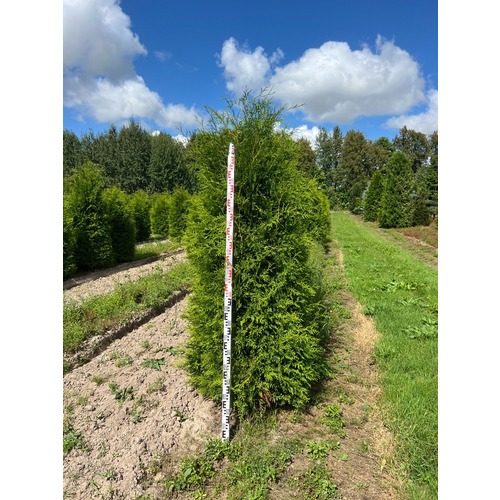 Фото товара Туя Брабант - вид 7