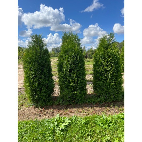 Фото товара Туя Брабант - вид 2