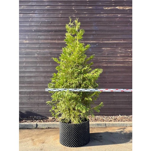 Фото товара Туя Брабант - вид 4