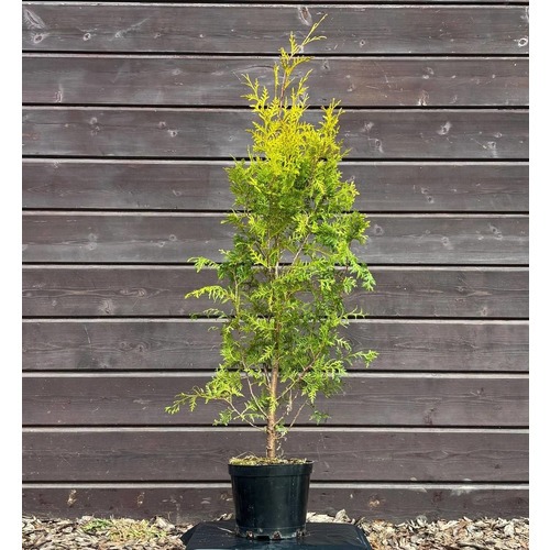 Фото товара Туя Брабант - вид 3