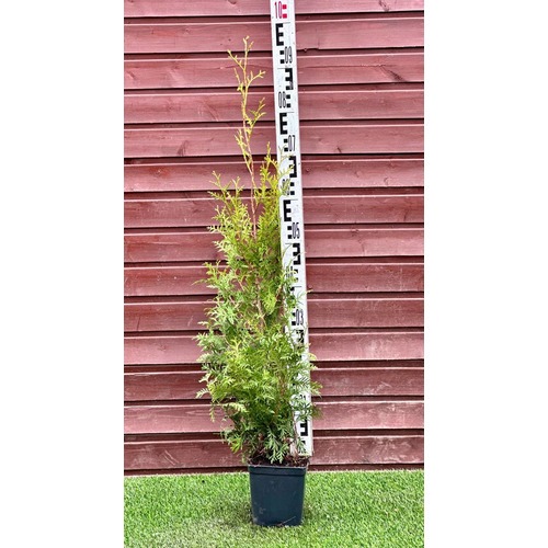 Фото товара Туя Брабант - вид 5