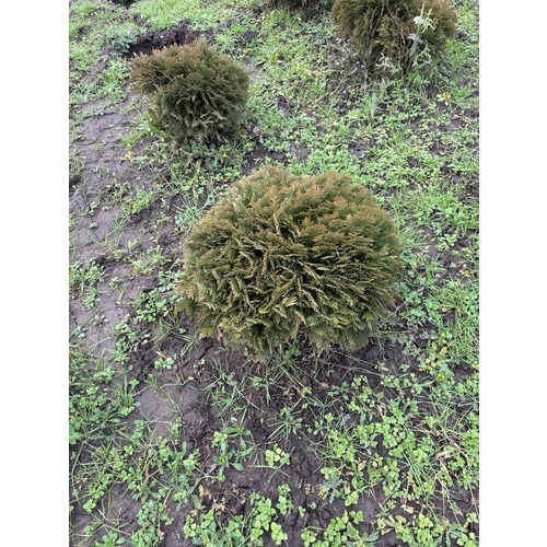 Фото товара Туя Шаровидная Даника - вид 2