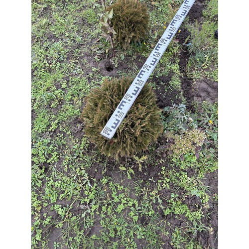 Фото товара Туя Шаровидная Даника - вид 6