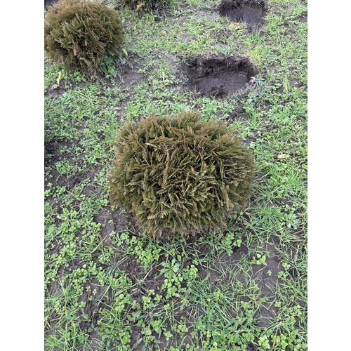 Фото товара Туя Шаровидная Даника - вид 4