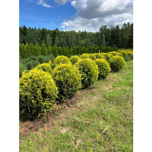 Фото товара Туя Шаровидная Голден Глоб  - вид 7