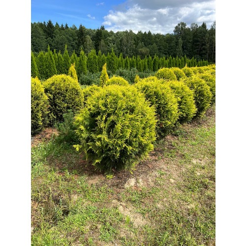 Фото товара Туя Шаровидная Голден Глоб  - вид 8