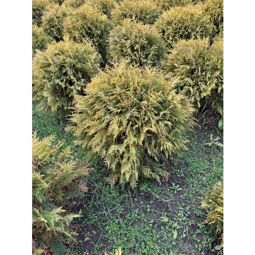 Фото товара Туя Шаровидная Голден Глоб  - вид 4