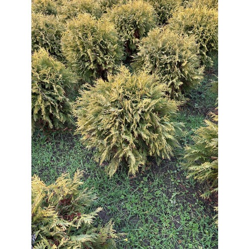 Фото товара Туя Шаровидная Голден Глоб  - вид 3
