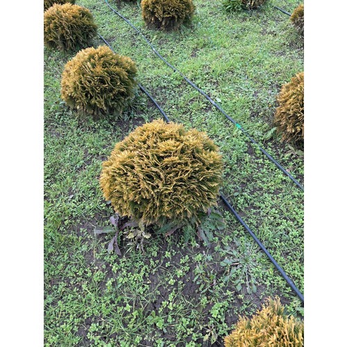 Фото товара Туя Шаровидная Мирьям - вид 1