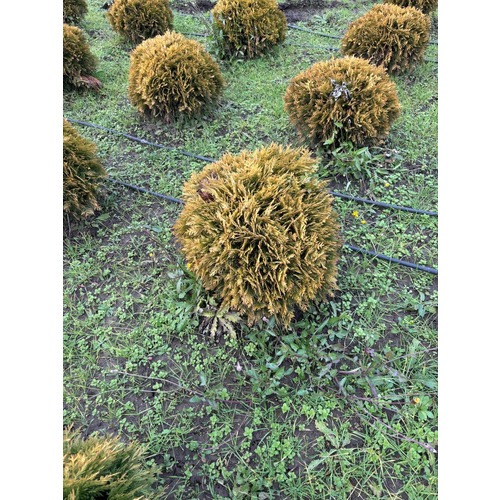 Фото товара Туя Шаровидная Мирьям - вид 2