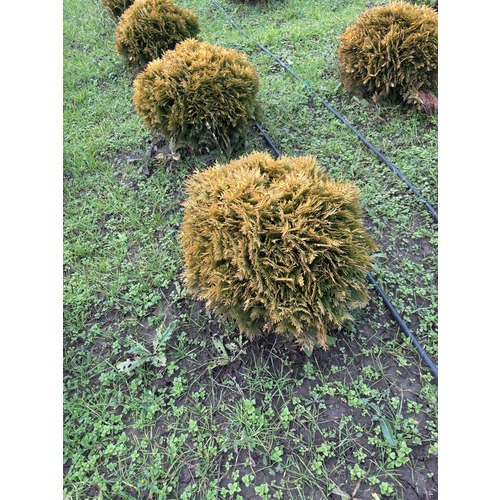 Фото товара Туя Шаровидная Мирьям - вид 3