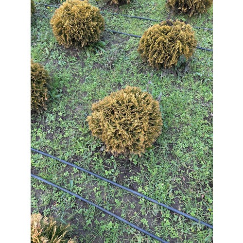 Фото товара Туя Шаровидная Мирьям - вид 4