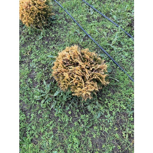 Фото товара Туя Шаровидная Мирьям - вид 5