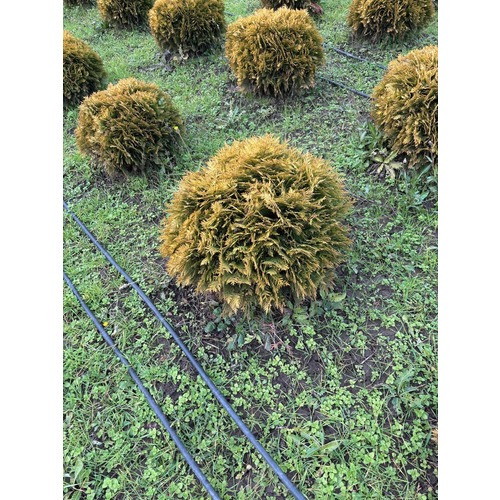 Фото товара Туя Шаровидная Мирьям - вид 6