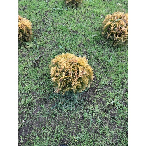 Фото товара Туя Шаровидная Мирьям - вид 7