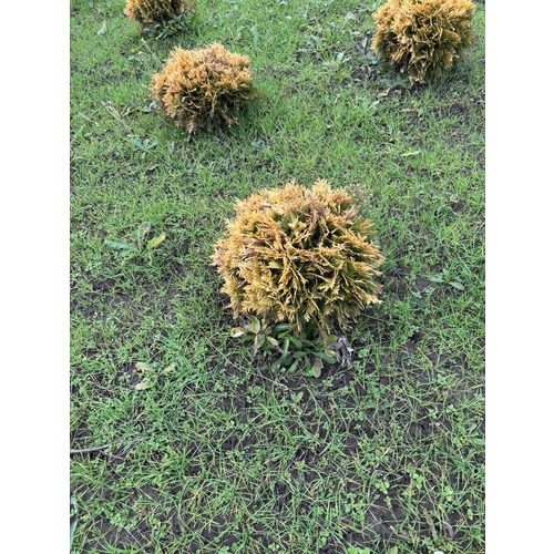 Фото товара Туя Шаровидная Мирьям - вид 8