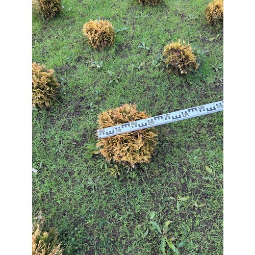 Фото товара Туя Шаровидная Мирьям - вид 9