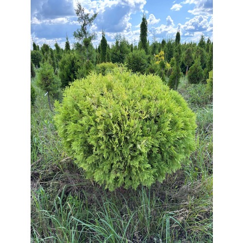 Фото товара  - вид 6