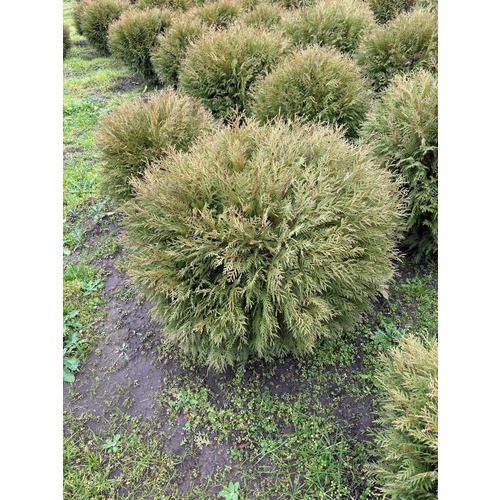 Фото товара Туя Шаровидная Вудварди - вид 1
