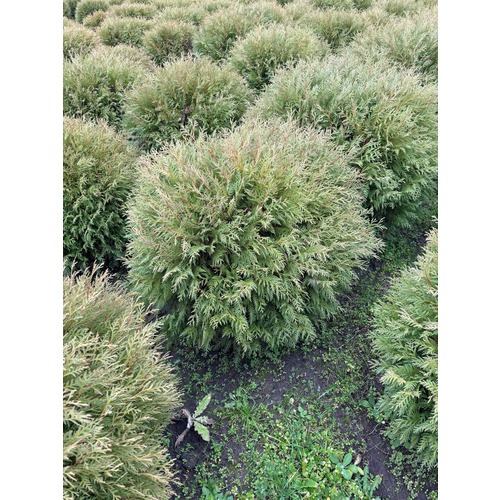 Фото товара Туя Шаровидная Вудварди - вид 2