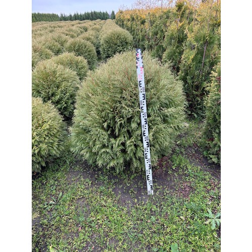 Фото товара Туя Шаровидная Вудварди - вид 3