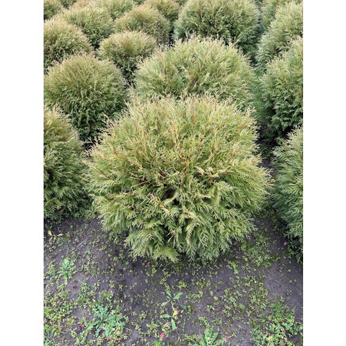 Фото товара Туя Шаровидная Вудварди - вид 4