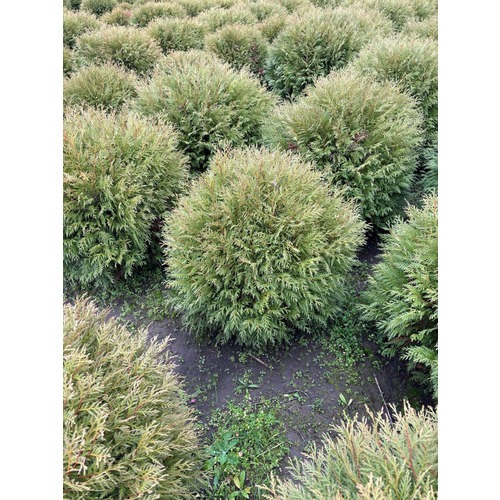 Фото товара Туя Шаровидная Вудварди - вид 6