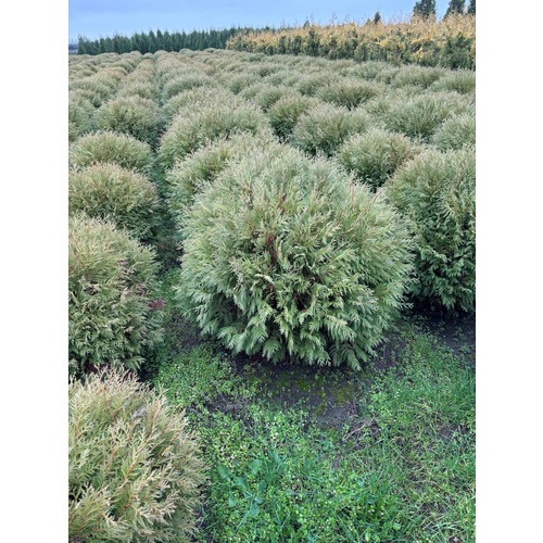 Фото товара Туя Шаровидная Вудварди - вид 8