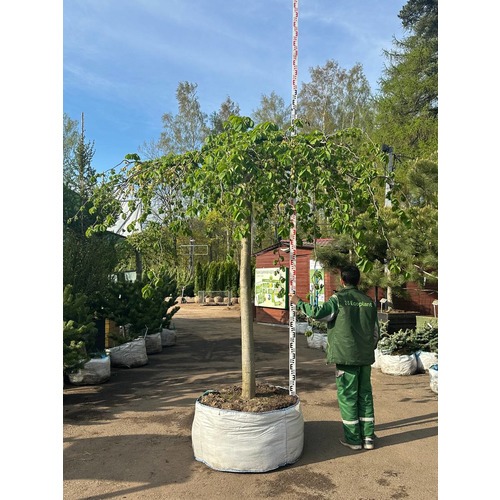 Фото товара  - вид 2