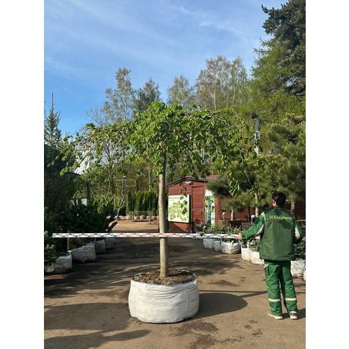 Фото товара  - вид 1