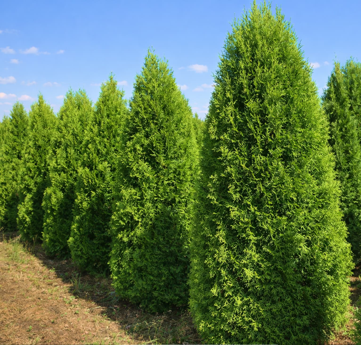 Растения и деревья напрямую из питомника